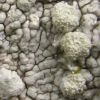 Pertusaria hemisphaerica